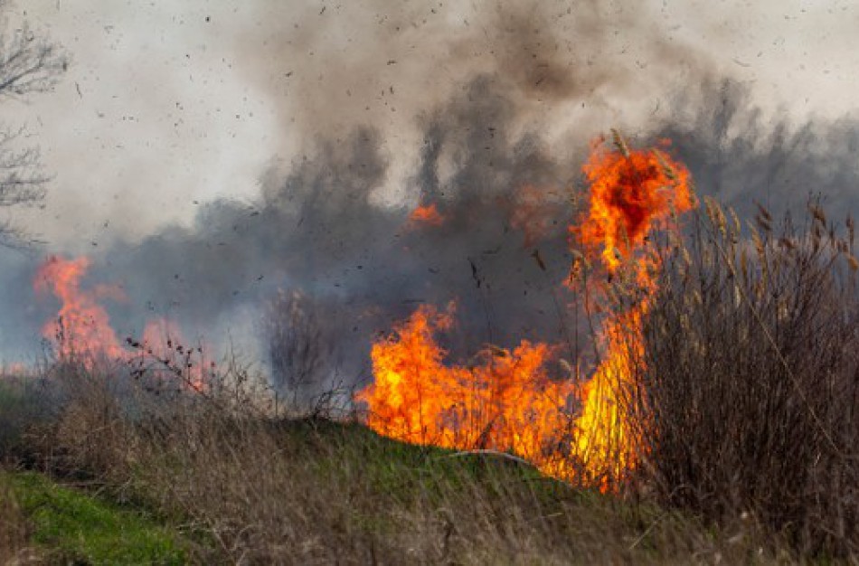 Degini žolę – rizikuoji ne tik gauti baudą, bet ir keli pavojų gyvybei!