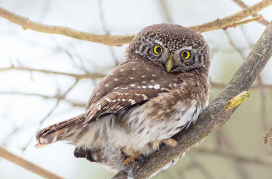 Saugant perinčius paukščius iki rugpjūčio nebegalima pjauti medžių