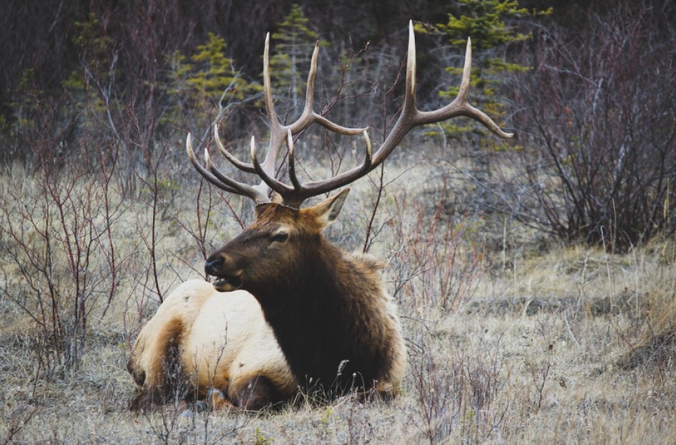 Nuo šiol sumedžiotus trofėjus vertins medžiotojų asociacijos