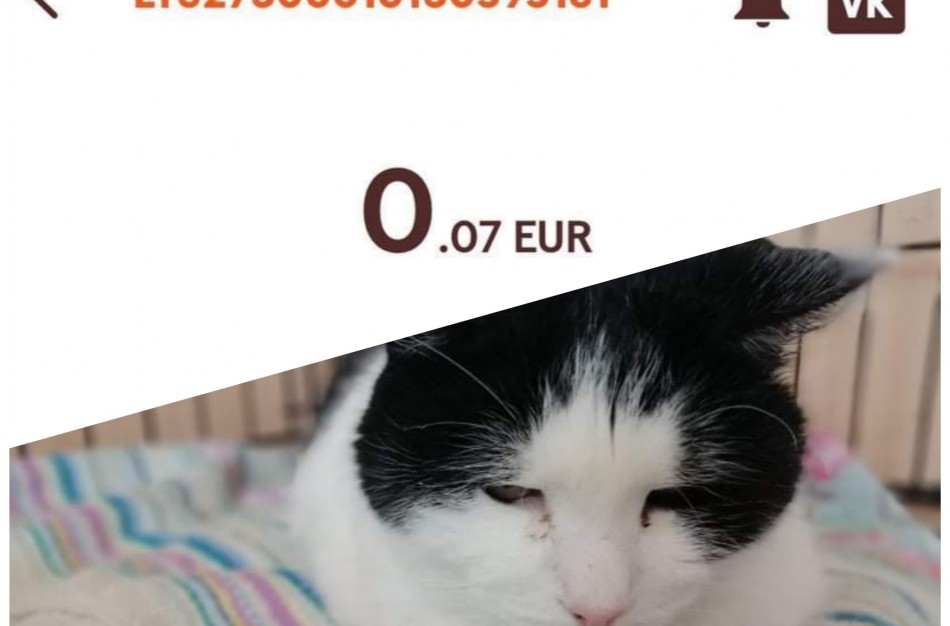 VšĮ ,,Miesto katė" reikia pagalbos: esame nebepajėgūs padėti