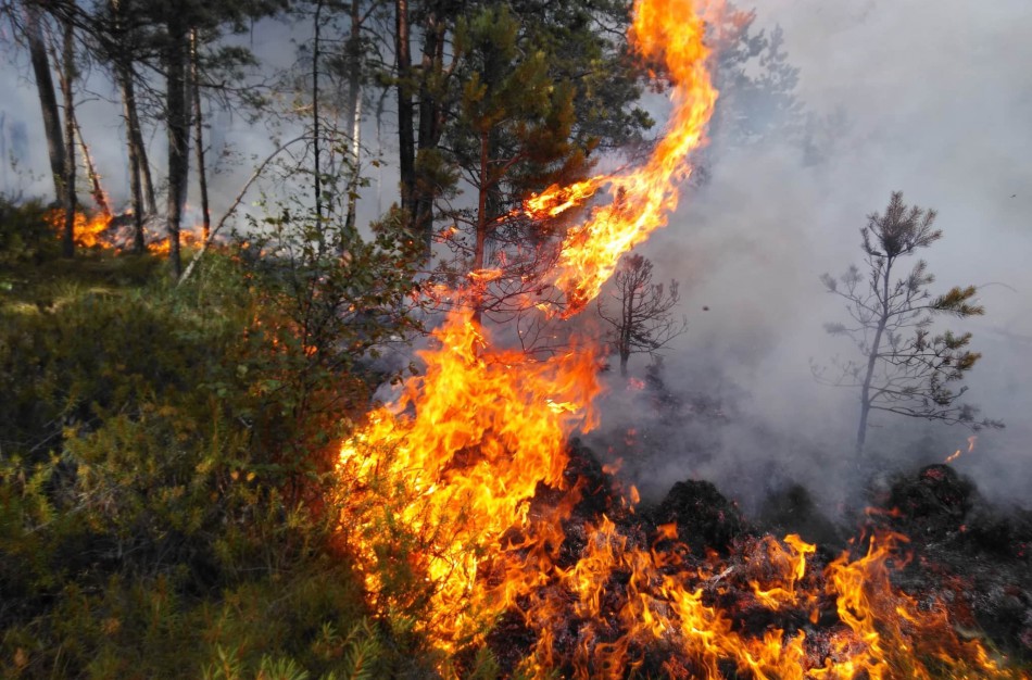 Valstybinių miškų urėdija įspėja gyventojus: pavasarį prasideda gaisrams palankus laikotarpis