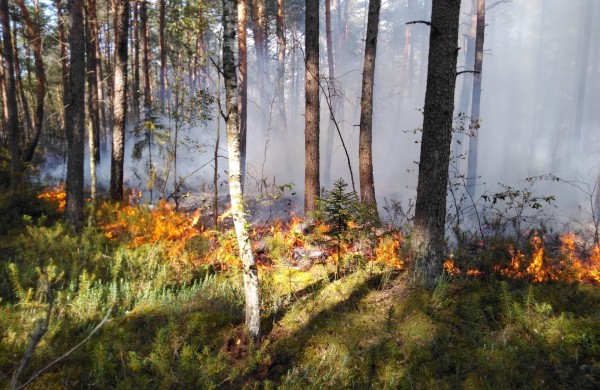 Valstybinių miškų urėdija įspėja gyventojus: pavasarį prasideda gaisrams palankus laikotarpis