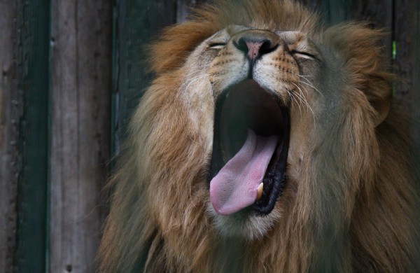 Gyvūnų karalystės miego laiko amplitudė plati: nuo 2 iki 16  valandų per parą