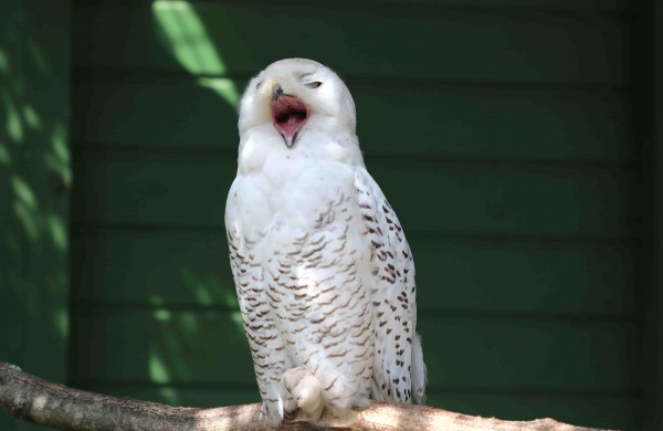 Gyvūnų karalystės miego laiko amplitudė plati: nuo 2 iki 16  valandų per parą