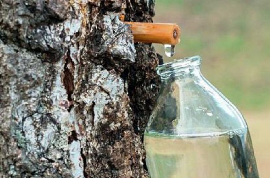 Pats laikas pasimėgauti sula – vaistininkė pataria, kodėl nepraleisti šios progos