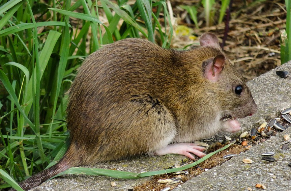 Graužikai – užkrečiamųjų ligų platintojai