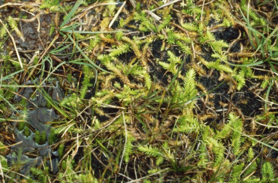 Aplinkosaugininkai primena: prekiauti, rinkti ir kitaip naikinti pataisus draudžiama