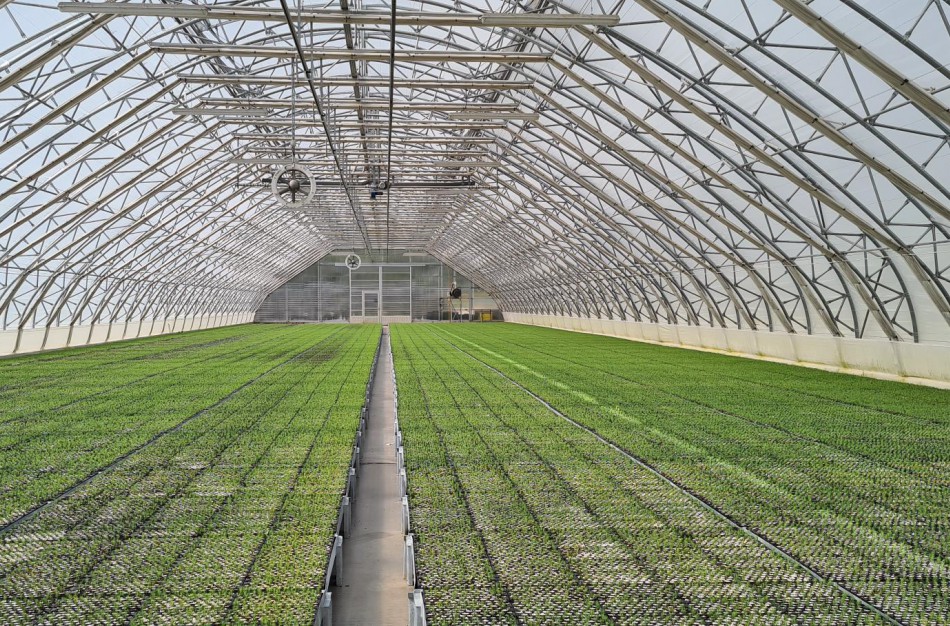 Valstybinių miškų urėdijos medelynuose prasidėjo sėja