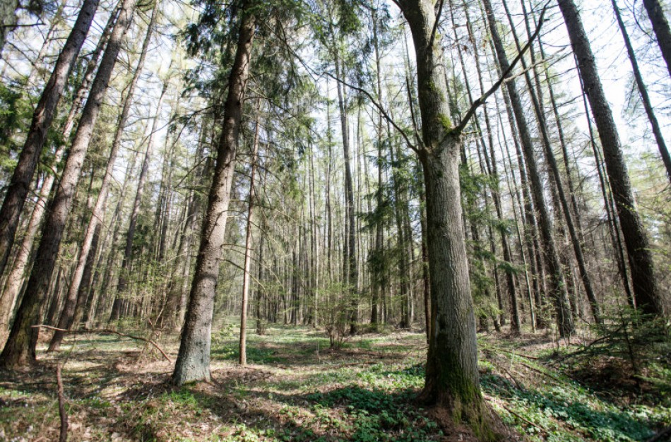 Miškus kontroliuos daugiau pareigūnų