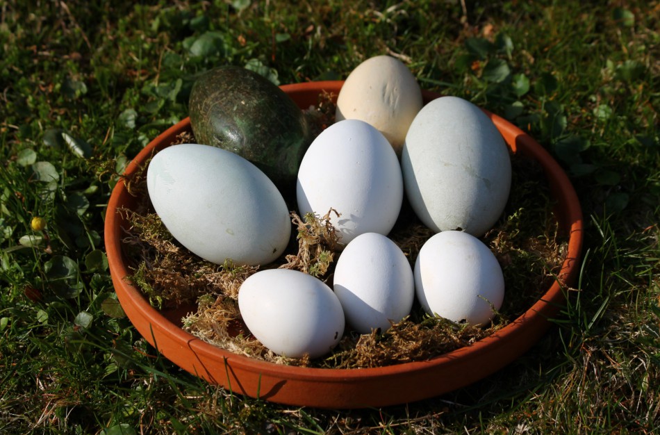 Mediniai kiaušinių muliažai – zoologijos sode ne pokštauti, o gelbėti gyvybes