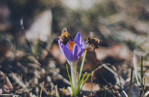 Užusalių bendruomenės iniciatyva viršijo lūkesčius: šiemet mūsų Šv. Velykos bus gražios ir spalvotos