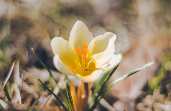 Užusalių bendruomenės iniciatyva viršijo lūkesčius: šiemet mūsų Šv. Velykos bus gražios ir spalvotos
