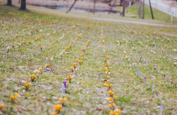 Užusalių bendruomenės iniciatyva viršijo lūkesčius: šiemet mūsų Šv. Velykos bus gražios ir spalvotos