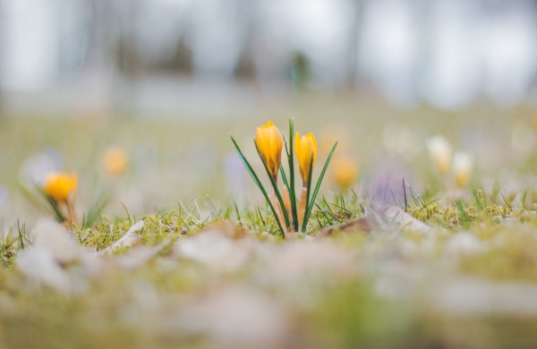 Užusalių bendruomenės iniciatyva viršijo lūkesčius: šiemet mūsų Šv. Velykos bus gražios ir spalvotos