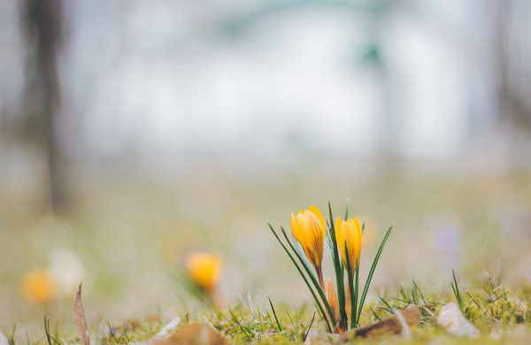Užusalių bendruomenės iniciatyva viršijo lūkesčius: šiemet mūsų Šv. Velykos bus gražios ir spalvotos