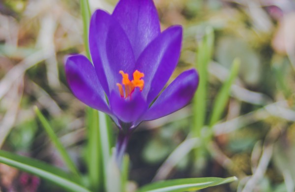 Užusalių bendruomenės iniciatyva viršijo lūkesčius: šiemet mūsų Šv. Velykos bus gražios ir spalvotos