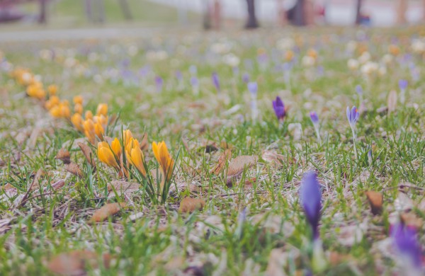 Užusalių bendruomenės iniciatyva viršijo lūkesčius: šiemet mūsų Šv. Velykos bus gražios ir spalvotos