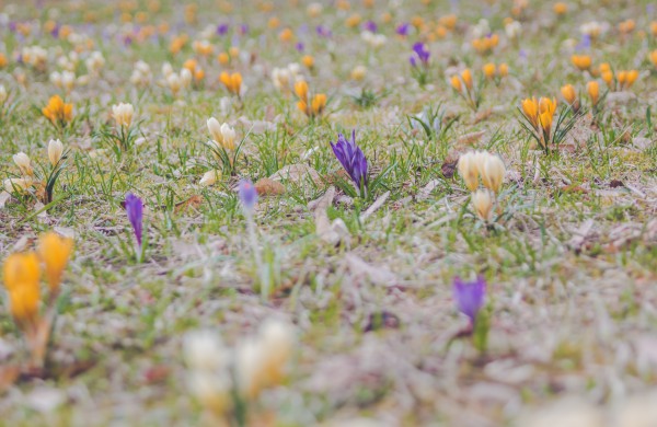 Užusalių bendruomenės iniciatyva viršijo lūkesčius: šiemet mūsų Šv. Velykos bus gražios ir spalvotos
