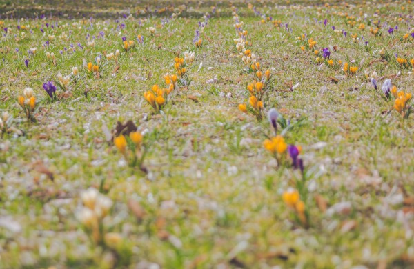 Užusalių bendruomenės iniciatyva viršijo lūkesčius: šiemet mūsų Šv. Velykos bus gražios ir spalvotos
