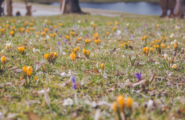 Užusalių bendruomenės iniciatyva viršijo lūkesčius: šiemet mūsų Šv. Velykos bus gražios ir spalvotos