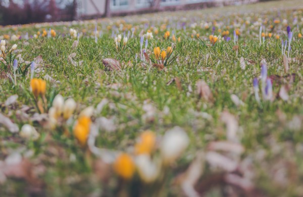 Užusalių bendruomenės iniciatyva viršijo lūkesčius: šiemet mūsų Šv. Velykos bus gražios ir spalvotos