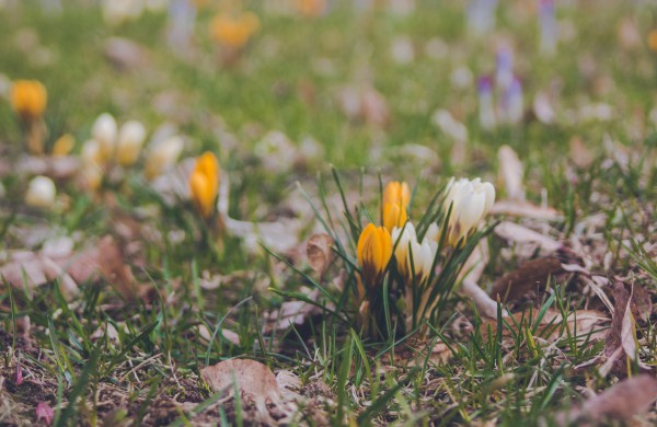 Užusalių bendruomenės iniciatyva viršijo lūkesčius: šiemet mūsų Šv. Velykos bus gražios ir spalvotos