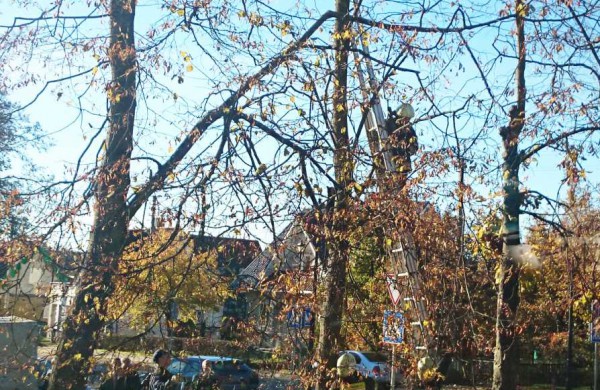 Prašymas ugniagesiams – iš medžių iškelti du katinus