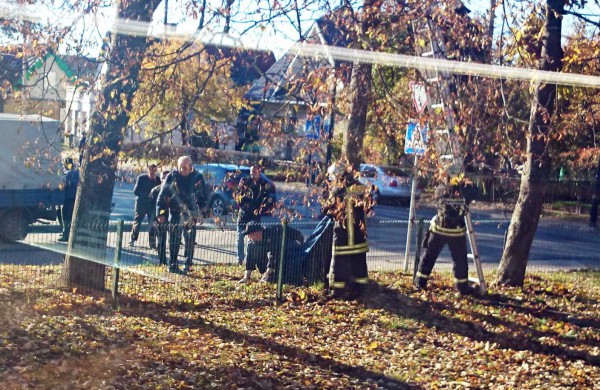 Prašymas ugniagesiams – iš medžių iškelti du katinus