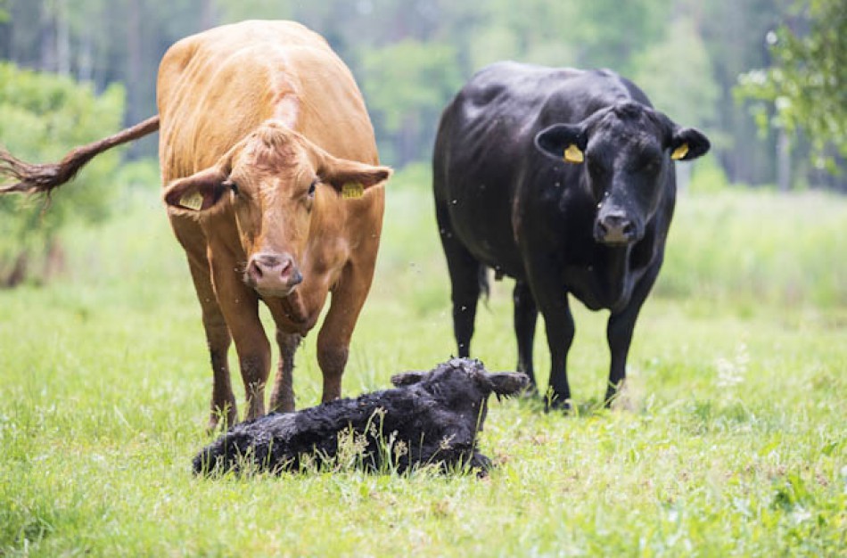 „Gero ūkininko čempionate“ rinks santarvėje su gamta ūkininkaujantį ūkininką ir seniūniją