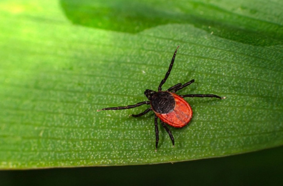 Lietuvoje nuo erkinio encefalito pasiskiepija tik maždaug dešimtadalis gyventojų