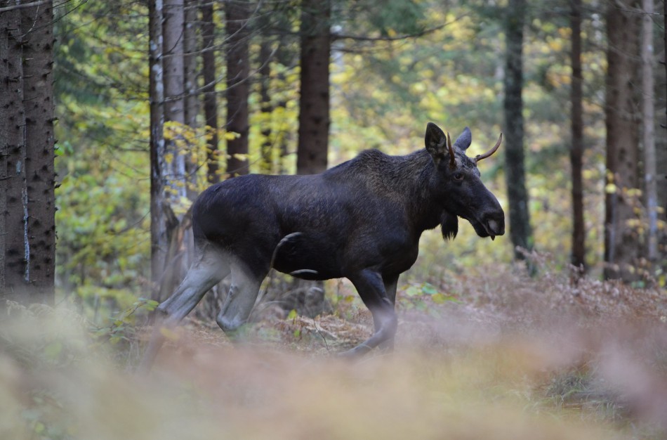Miškininkas patarė, kaip elgtis miške sutikus laukinį žvėrį