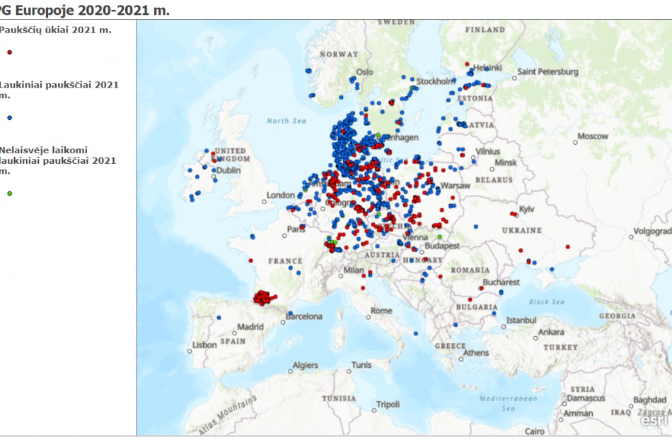 Rekordiniai paukščių gripo protrūkiai Europoje kelia vis didesnį susirūpinimą ir Lietuvoje
