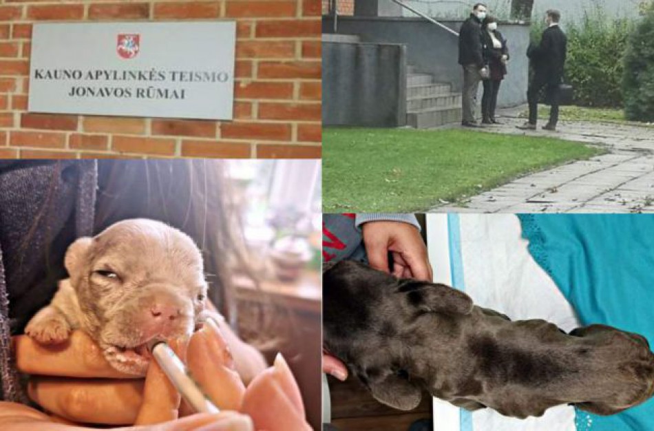 Teismas dar kartą svarstys daugintojos šunų likimą