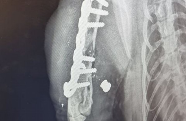 Peršautos katės savininkė perspėja kitus gyvūnų šeimininkus: saugokite savo augintinius