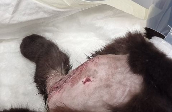 Peršautos katės savininkė perspėja kitus gyvūnų šeimininkus: saugokite savo augintinius