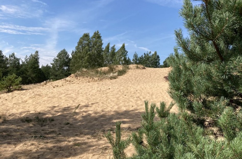 Vietinių gyventojų lankoma žemyninė kopa Dumsių miške bus atvira lankytojams