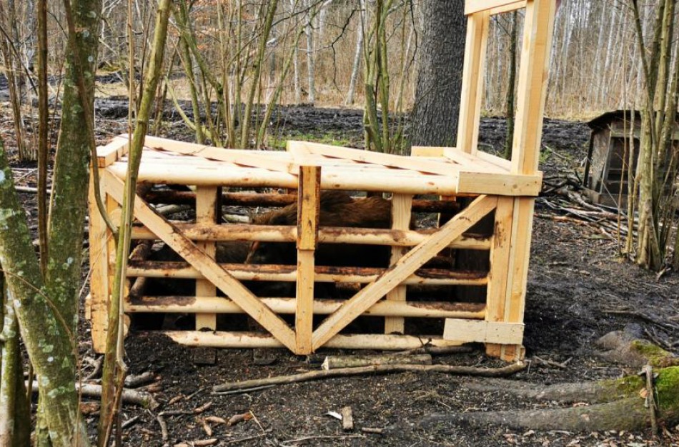 Šernų judėjimas ir AKM plitimas vertinamas pasitelkiant GPS