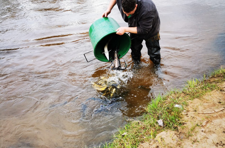 Šventosios upėje šiandien buvo išleista 200 vienetų aštriašnipių eršketų