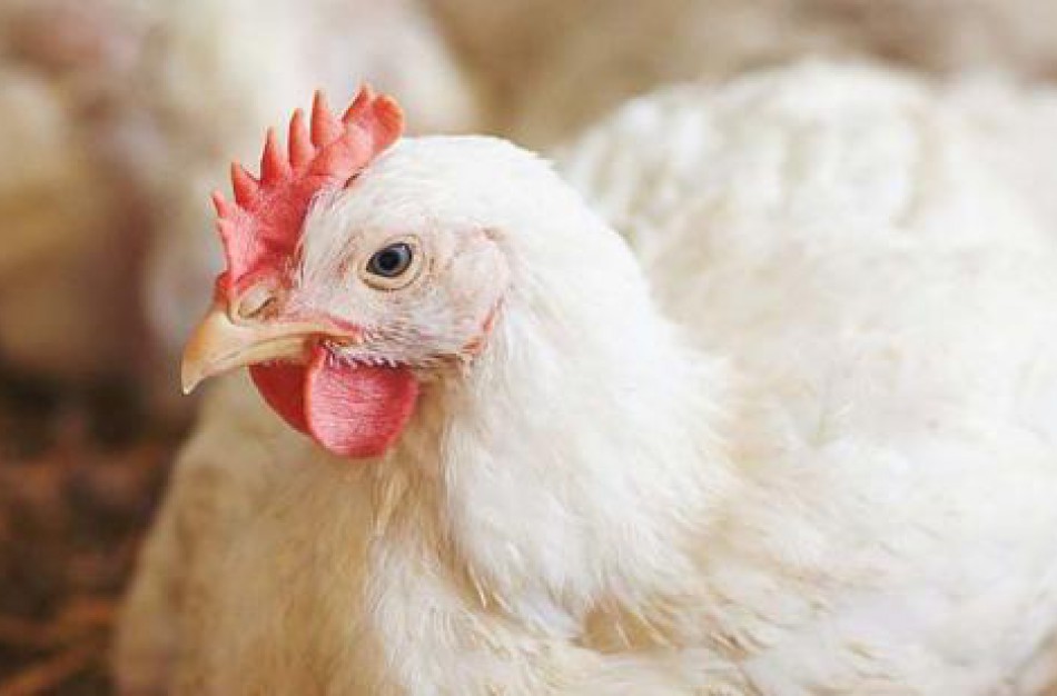 Skubiai griežtinama prekybos paukščiais kontrolė