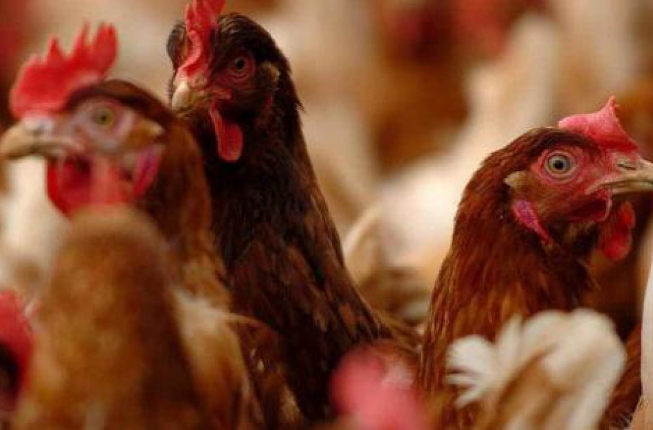 VMVT perspėja: Iš nelegalių pardavėjų įsigyti naminiai paukščiai gali virsti brangiai kainuojančia problema