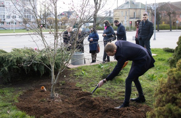 Verslo dovana miestui – įspūdinga magnolija