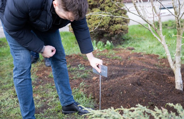 Verslo dovana miestui – įspūdinga magnolija