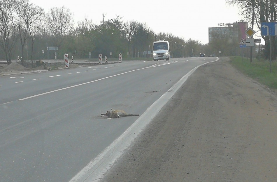 Kelyje sutraiškytas galimai Achemos lapės palikuonis: kaip elgtis nutrenkus laukinį gyvūną?