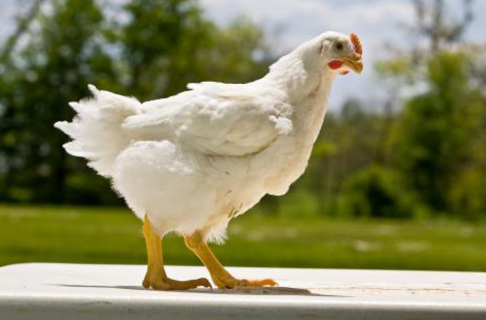 Ką daryti, jei pastebėjau, kad paukščiai elgiasi neįprastai?