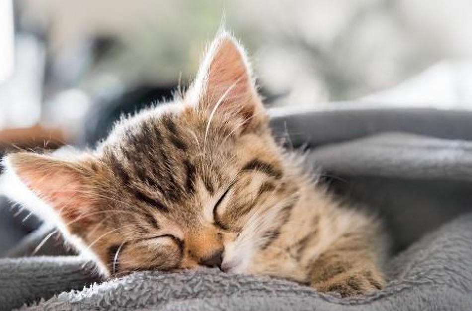 Nuo gegužės 1 d. privalomas šunų, kačių ir šeškų ženklinimas: kuo svarbi augintinių identifikacija?