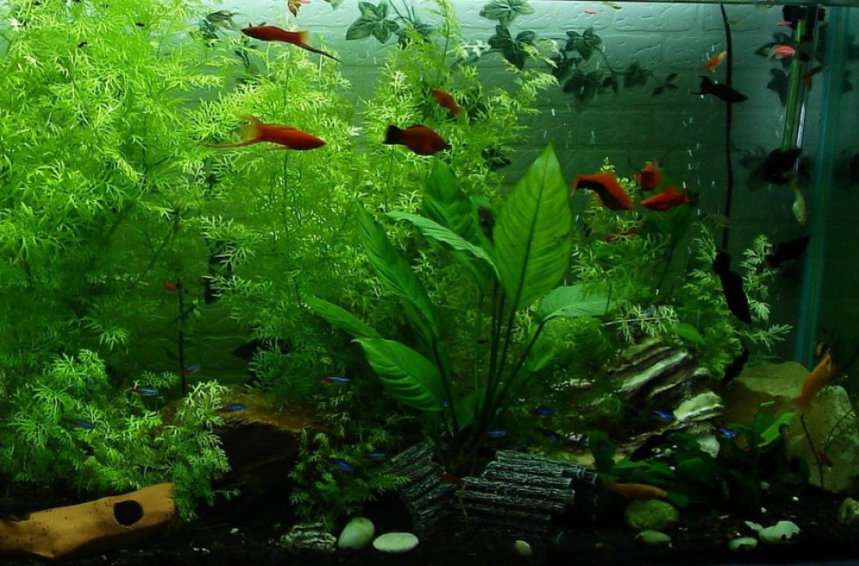 Nepirkite ir nepardavinėkite neįteisintų genetiškai modifikuotų žuvyčių