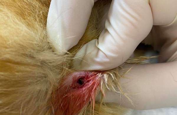 Žiaurumui ribų nėra: veterinarams teko padėti šaudmenimis suvarpytoms katėms