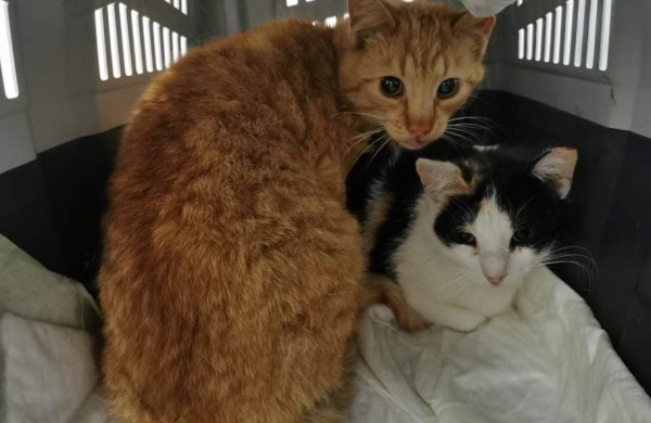 Žiaurumui ribų nėra: veterinarams teko padėti šaudmenimis suvarpytoms katėms