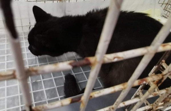 Žiaurumui ribų nėra: veterinarams teko padėti šaudmenimis suvarpytoms katėms
