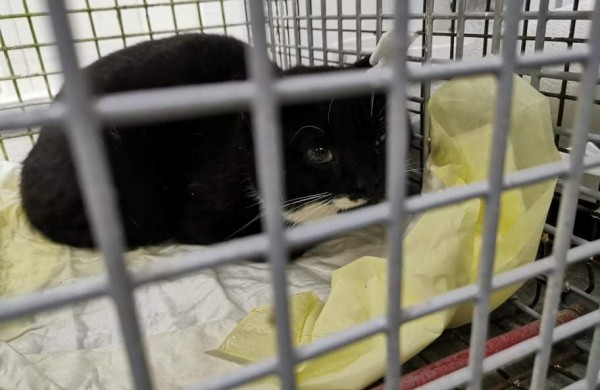Žiaurumui ribų nėra: veterinarams teko padėti šaudmenimis suvarpytoms katėms